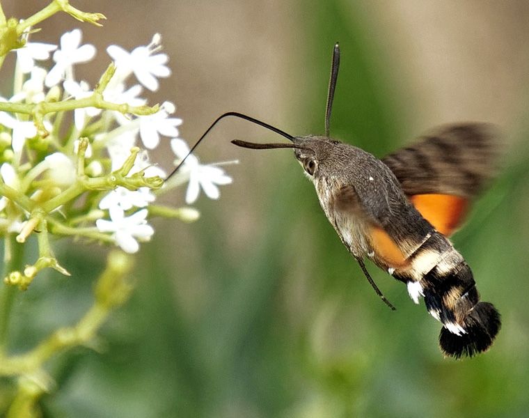 Moro sphinx_8317_DxO.jpg