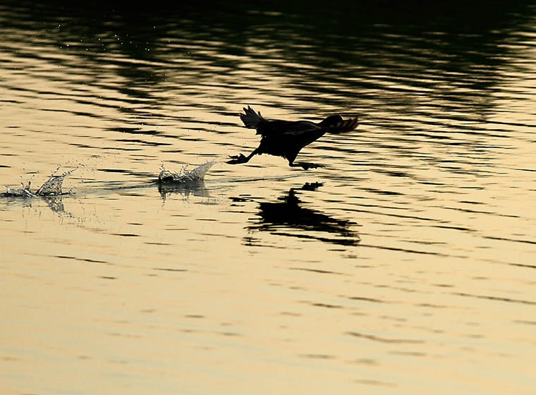 Fulica atra ralidae_6014.jpg