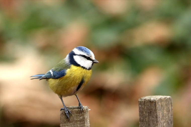 Mésange bleue_5373.jpg