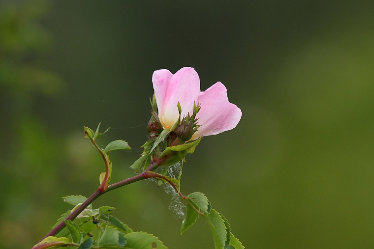 Rose sauvage_3359.jpg