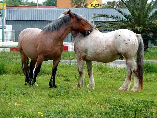 chevaux au pré - P1020454.jpg
