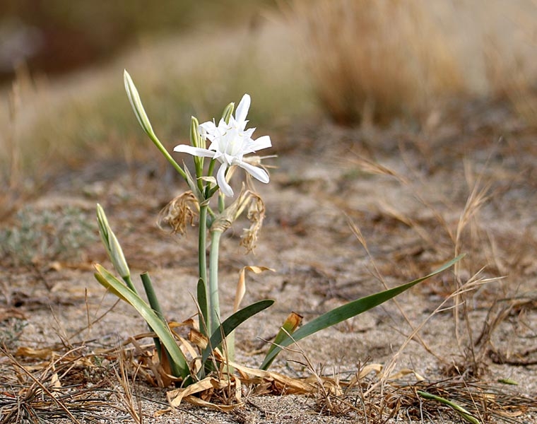 Lis maritime_Pancratium maritimum_1439.jpg