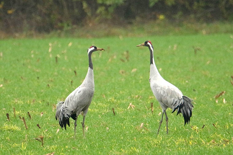 Grues cendrées_6822.jpg