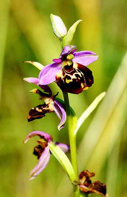 2_Ophrys bourdon (Ophrys fuciflora) _8738.jpg