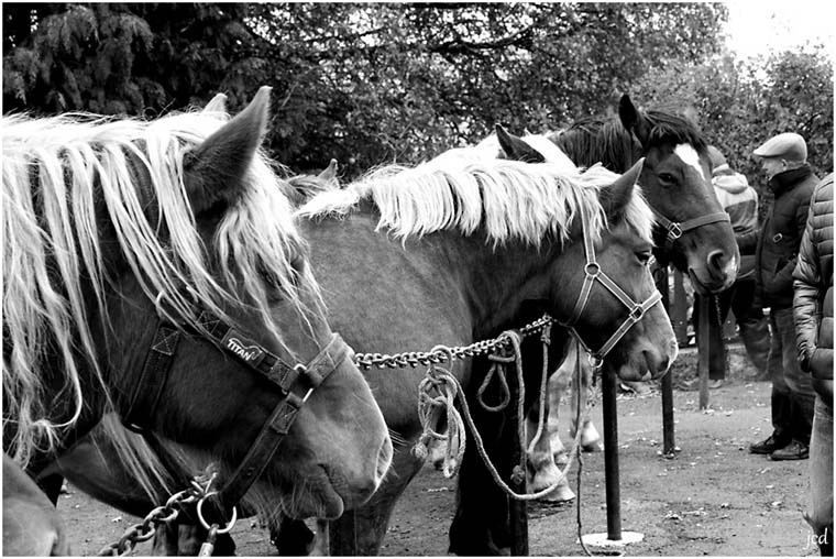 Foire aux chevaux_9568-hp5001.jpg