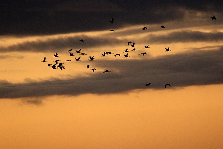 vol de grues cendrées_6692.jpg