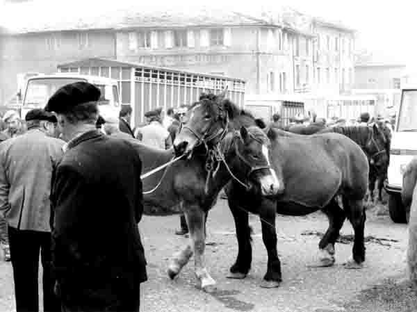 1986 - foire aux chevaux de Fay sur Lignon - jument et poulain copie.jpg