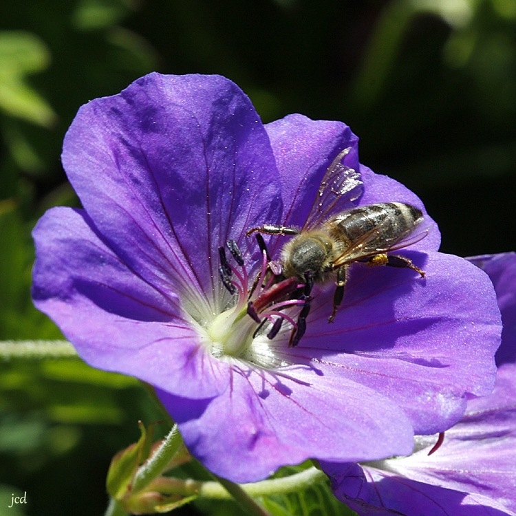 Abeille butinant sur fleur violette157.jpg