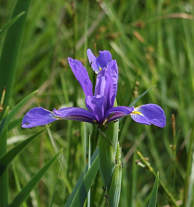 Iris bleu-.jpg