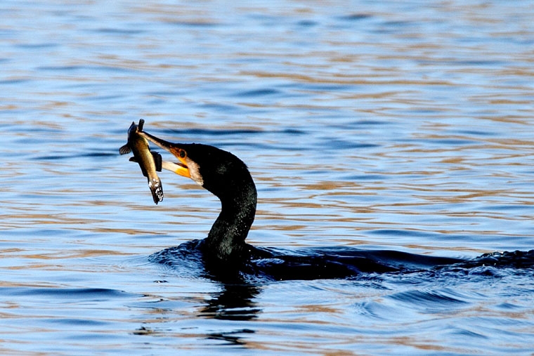Bonne pêche_2566.jpg
