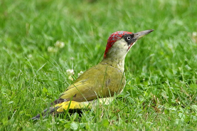 Pivert (Picus viridis)_1793.jpg