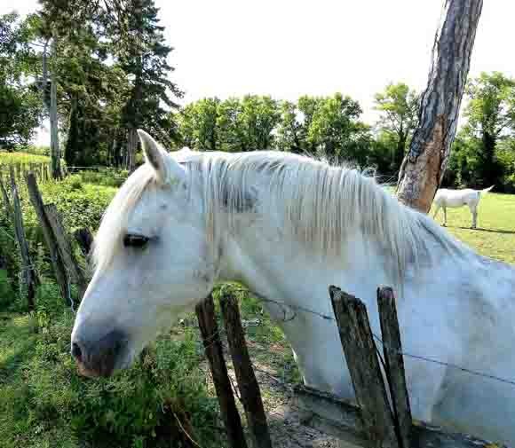 blog - 164 - cheval camargue.jpg
