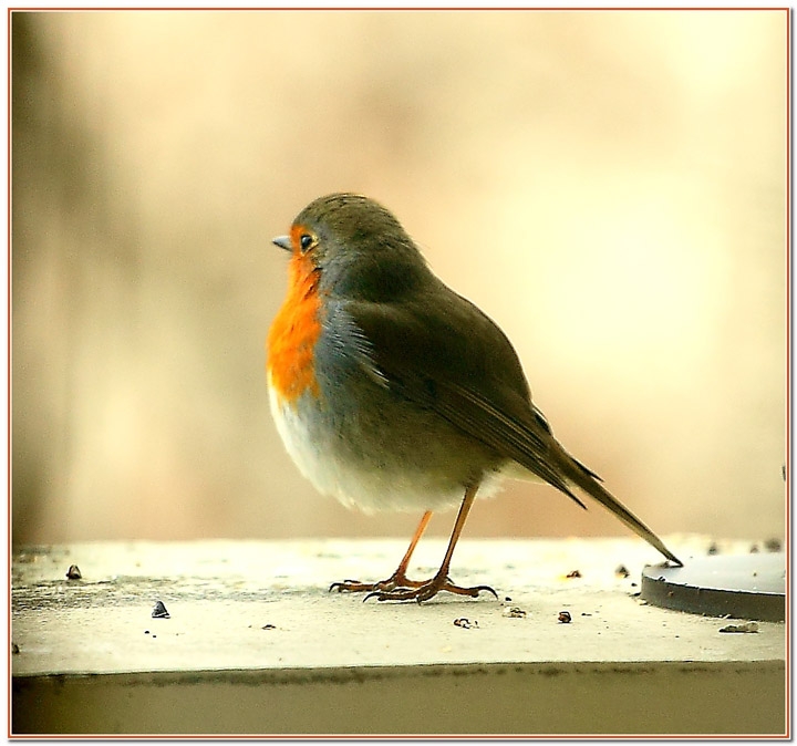 0645- rouge gorge.jpg