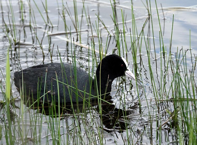 Fulica atra_7145_2.jpg