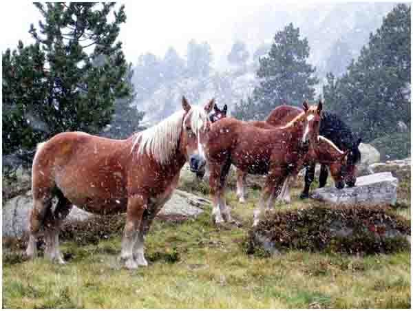 744 - val d'aran -chevaux sous la neige.jpg