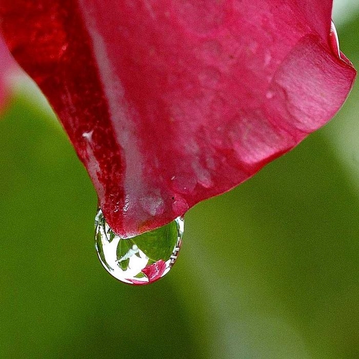 goutte sur dipladénia_.jpg