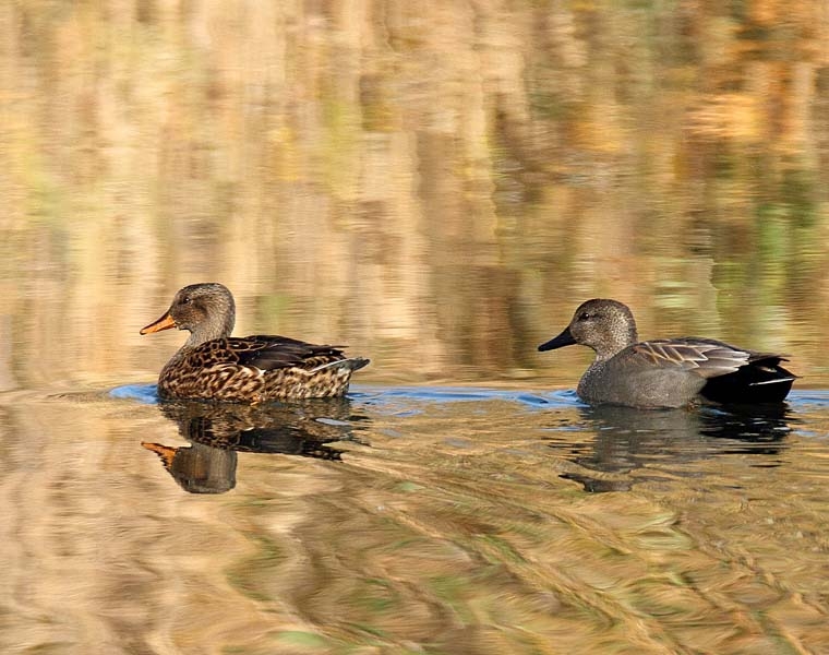 Canards chipeau_Anas strepera_.jpg