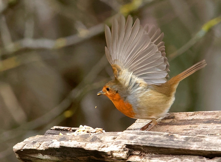 Rouge-gorge familier_.jpg