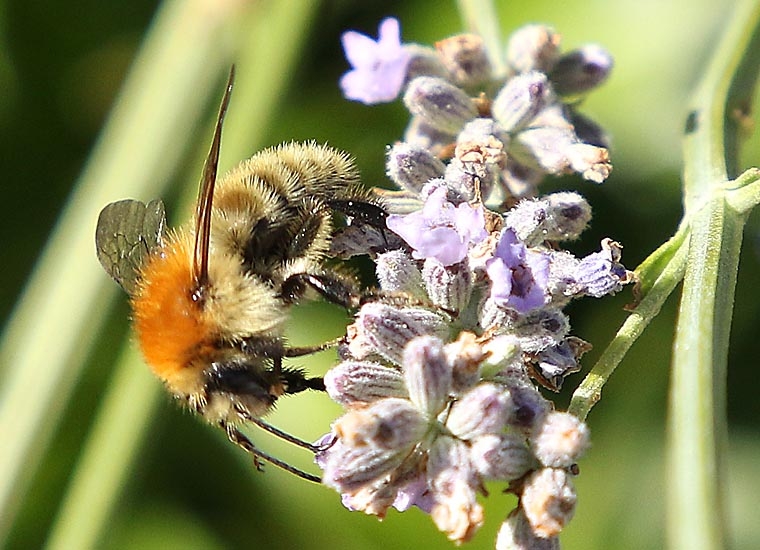 Bourdon des champs-Bombus pascuorum _8757.jpg